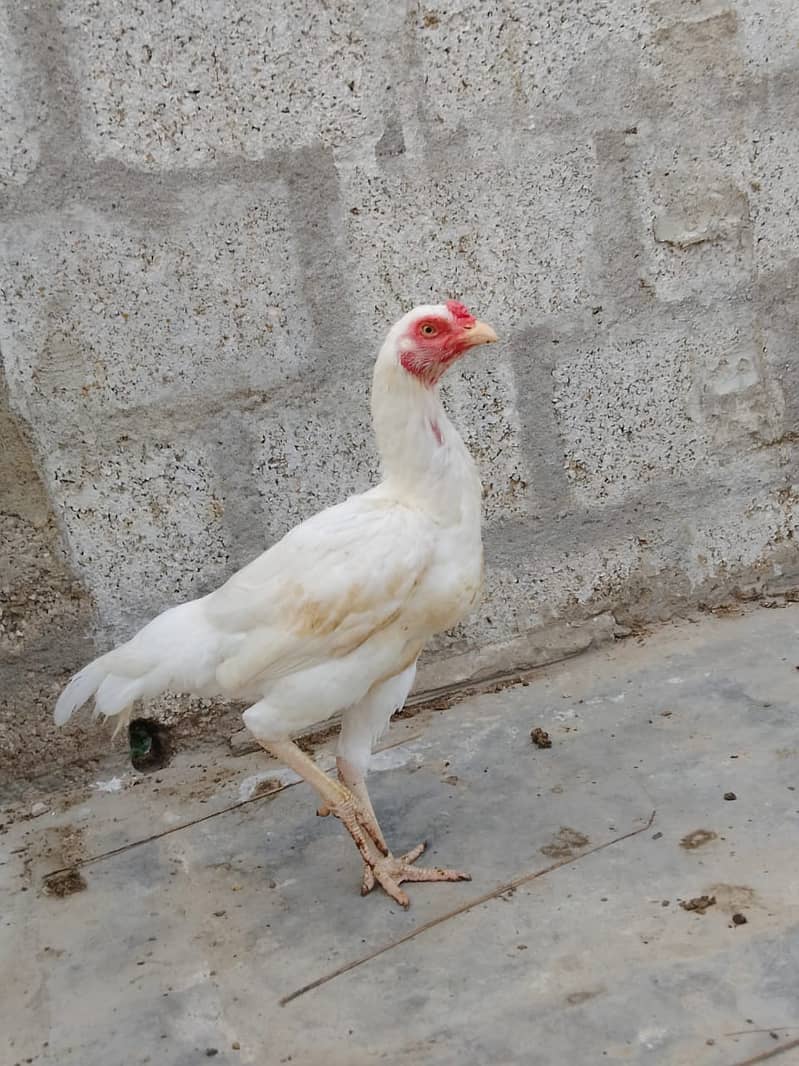 Aseel Hens Urgent Sale ( Aseel Murgiya ) 16