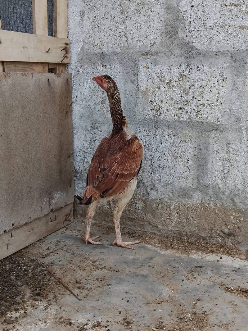 Aseel Hens Urgent Sale ( Aseel Murgiya ) 17