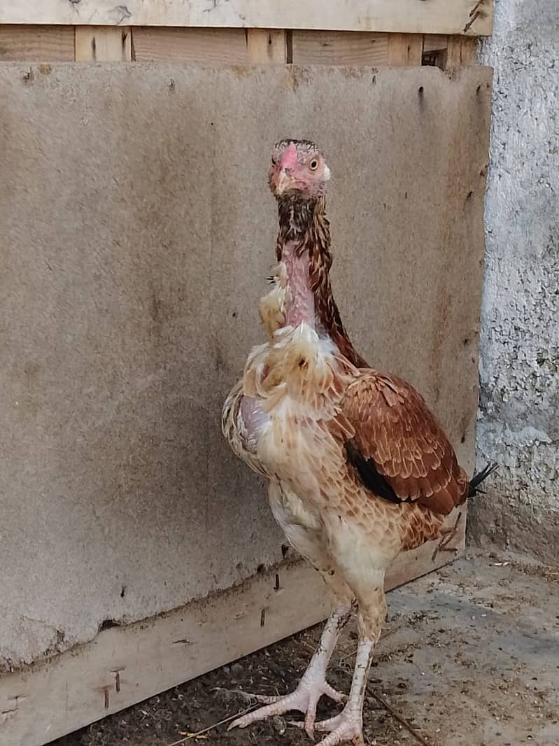 Aseel Hens Urgent Sale ( Aseel Murgiya ) 18