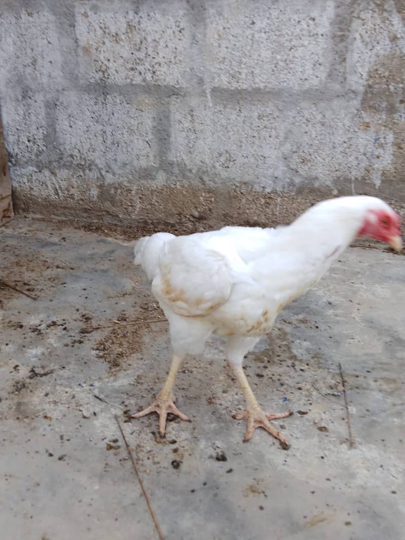 Aseel Hens Urgent Sale ( Aseel Murgiya ) 19