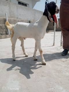 white Abluk Goat