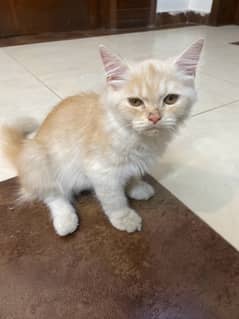 Persian kittens | triple Coated | Doll face cats For Sale |