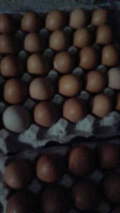 lohman brown fresh eggs available