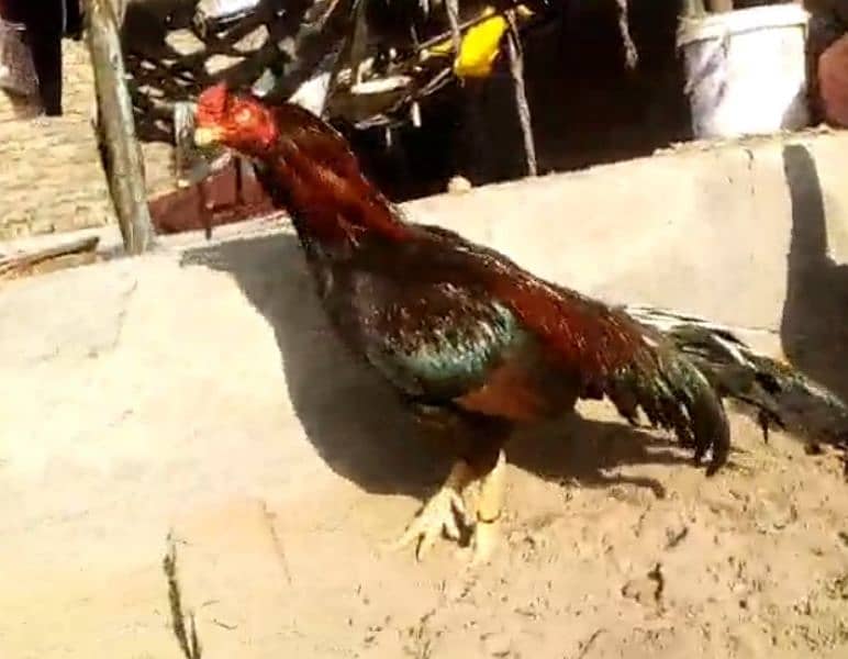 Aseel amroha lassani cross breedr murgha or murghi for sale 2