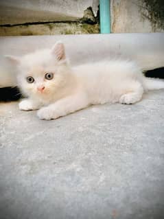 Persian Kitten Tripple Coat. Home Breed  . NoTe. . . One Kitten 7500