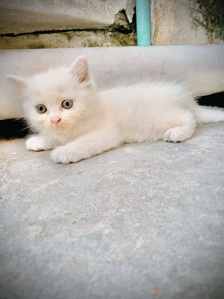 Persian Kitten Tripple Coat. Home Breed  . NoTe. . . One Kitten 7500 0