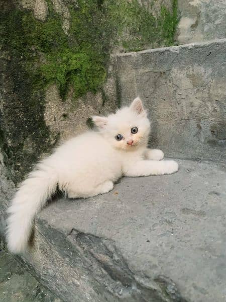 Persian Kitten Tripple Coat. Home Breed  . NoTe. . . One Kitten 7500 9