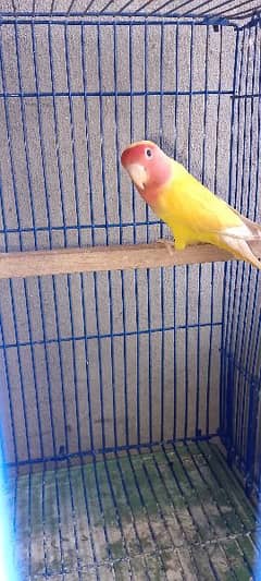 Two lovebird two cage Size 2 by 1.5