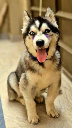 Siberian Husky Male Puppy Odd eyes long coat 0