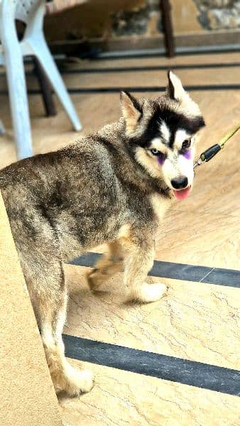 Siberian Husky Male Puppy Odd eyes long coat 2