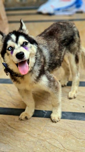 Siberian Husky Male Puppy Odd eyes long coat 3