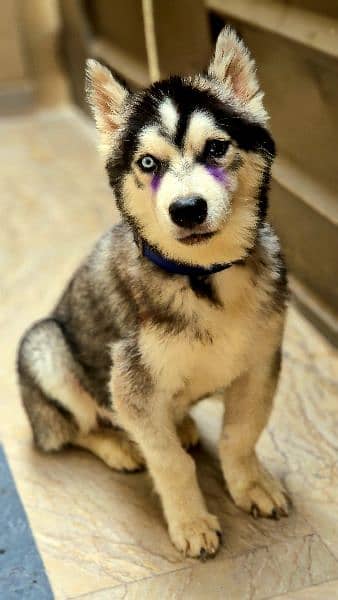 Siberian Husky Male Puppy Odd eyes long coat 4