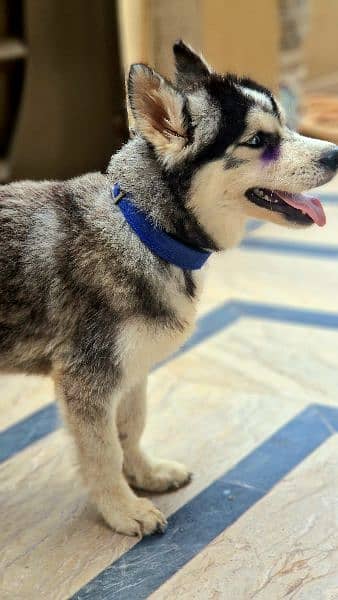 Siberian Husky Male Puppy Odd eyes long coat 7