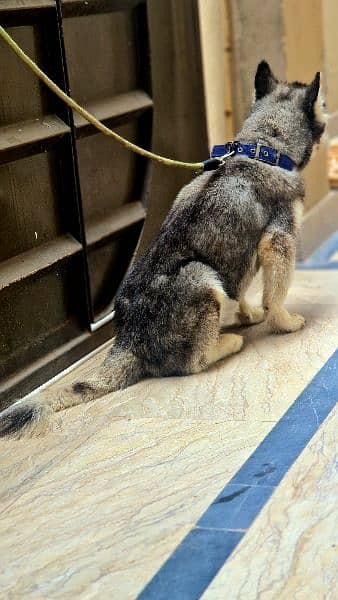 Siberian Husky Male Puppy Odd eyes long coat 8