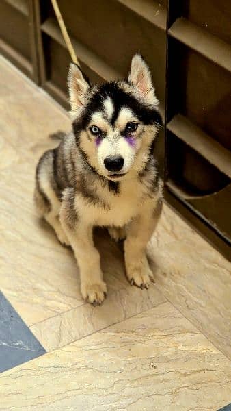 Siberian Husky Male Puppy Odd eyes long coat 9