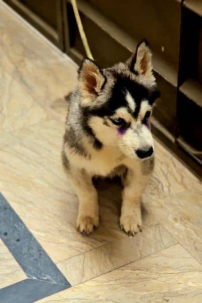 Siberian Husky Male Puppy Odd eyes long coat 10