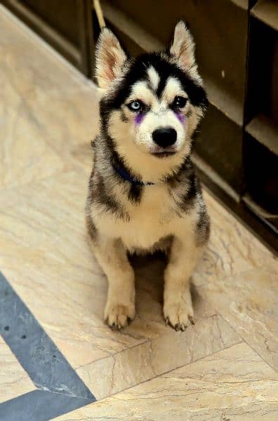 Siberian Husky Male Puppy Odd eyes long coat 11