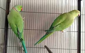 ringneck pair 0