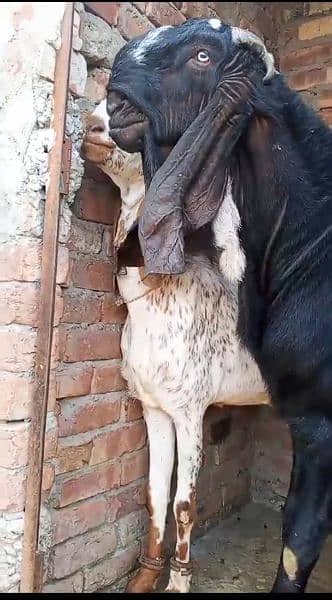 Bakra/bakri Ghben 2