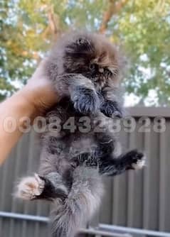 Cute persian peke face kitten 0