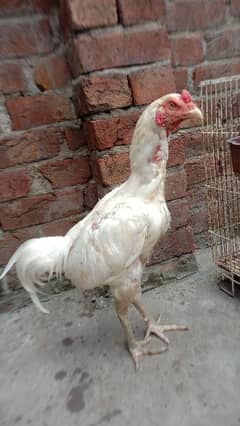 Heera Aseel 2 male 1 female for sale WhatsApp num 03024605439