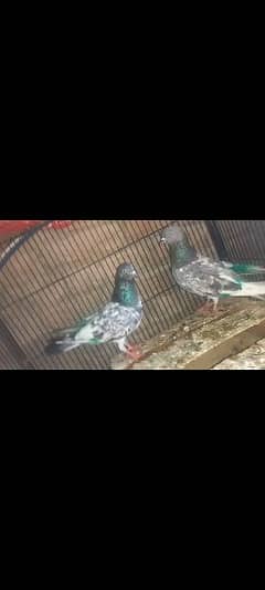 pigeon pair 0