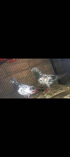 pigeon pair 1