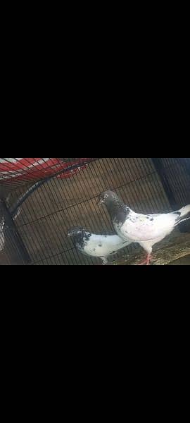 pigeon pair 2