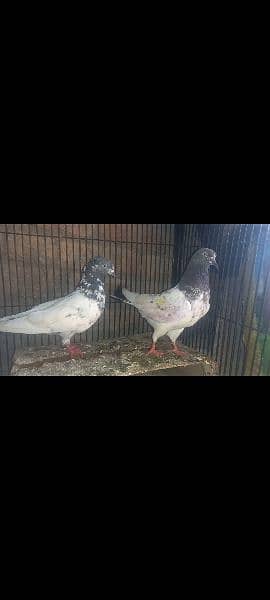 pigeon pair 3