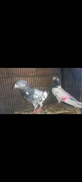 pigeon pair 4