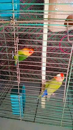 love birds with cage