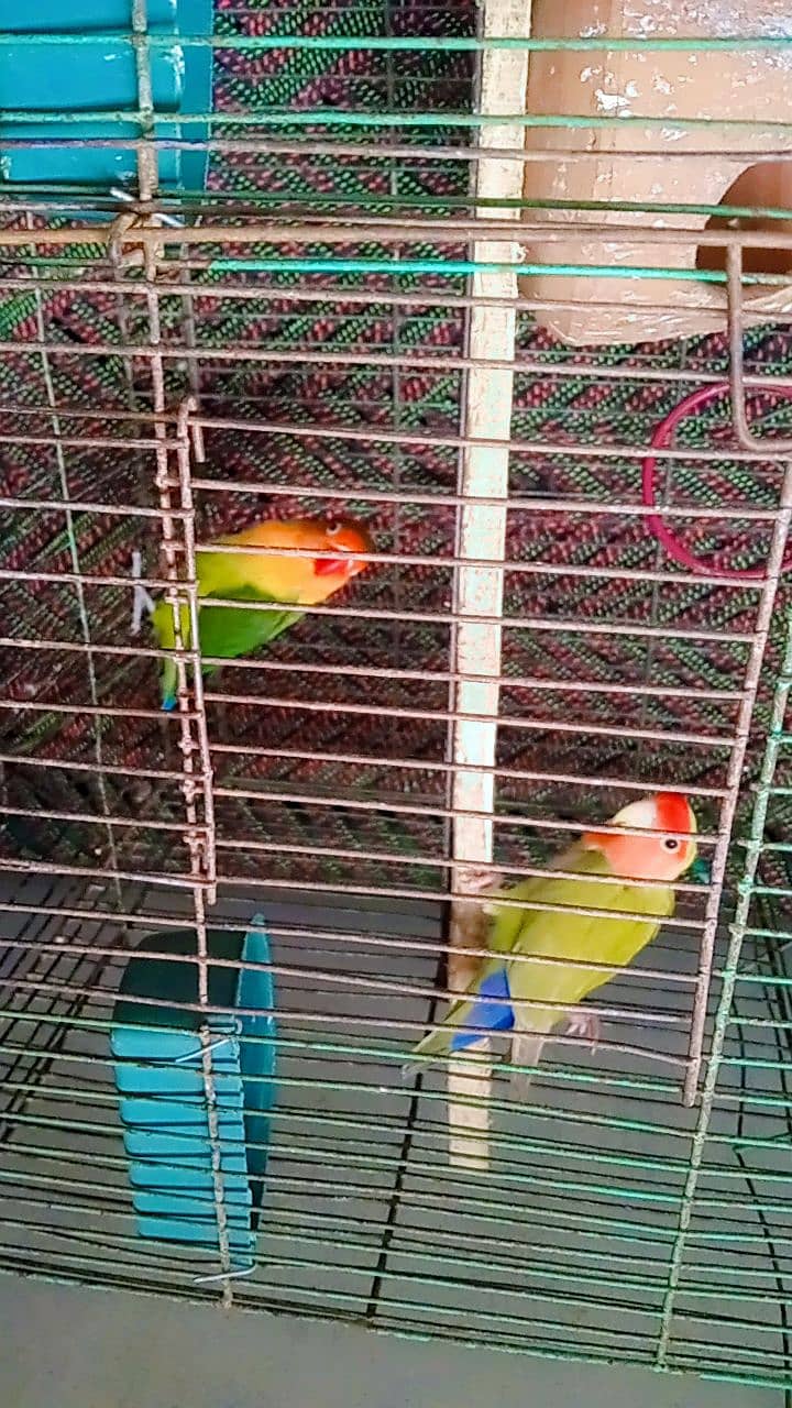 love birds with cage 0