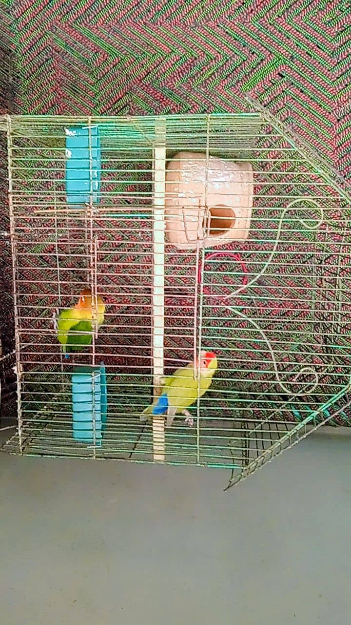 love birds with cage 1