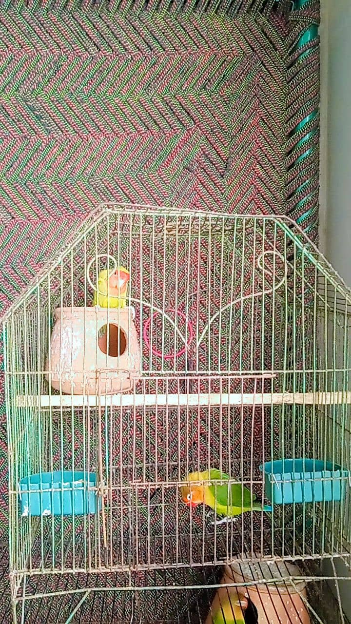 love birds with cage 2