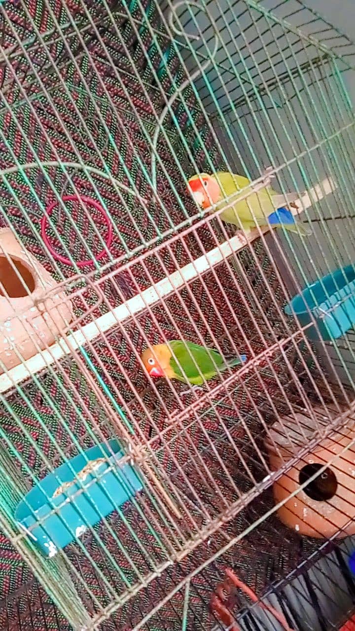 love birds with cage 3