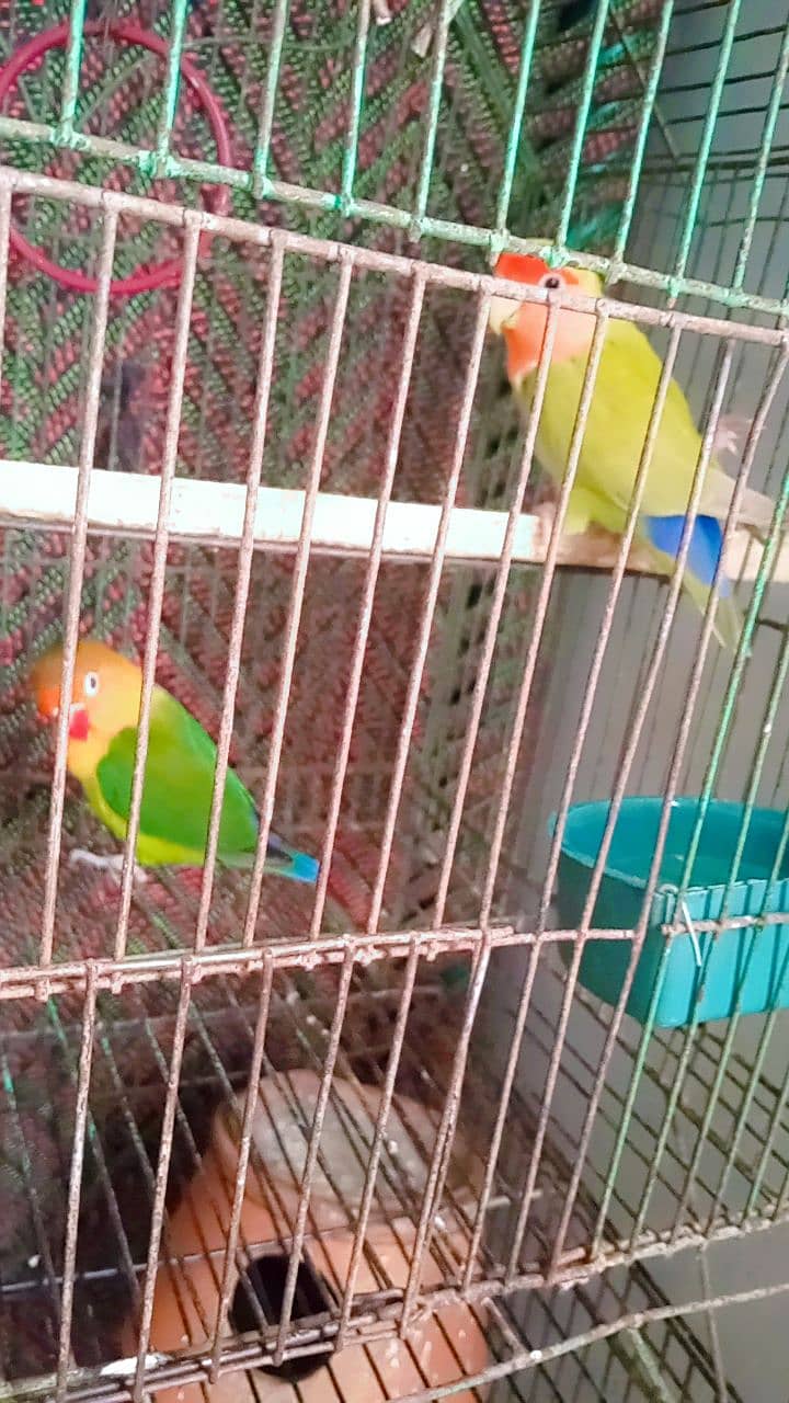 love birds with cage 4