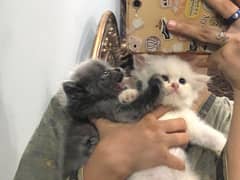 fluffy kittens looking for a new loving families