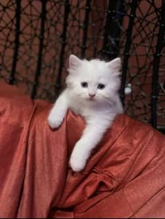 Persian cat my WhatsApp . 03255503415.