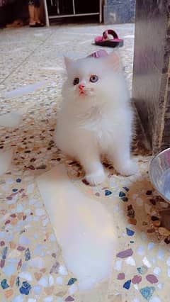 pure Persian kittens for sale