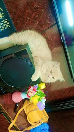 Persian Cat Pair For Sale