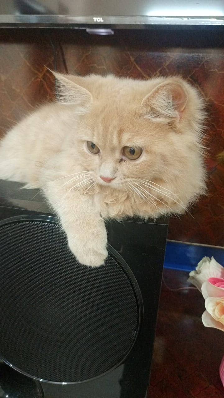 Persian Cat Pair For Sale 1