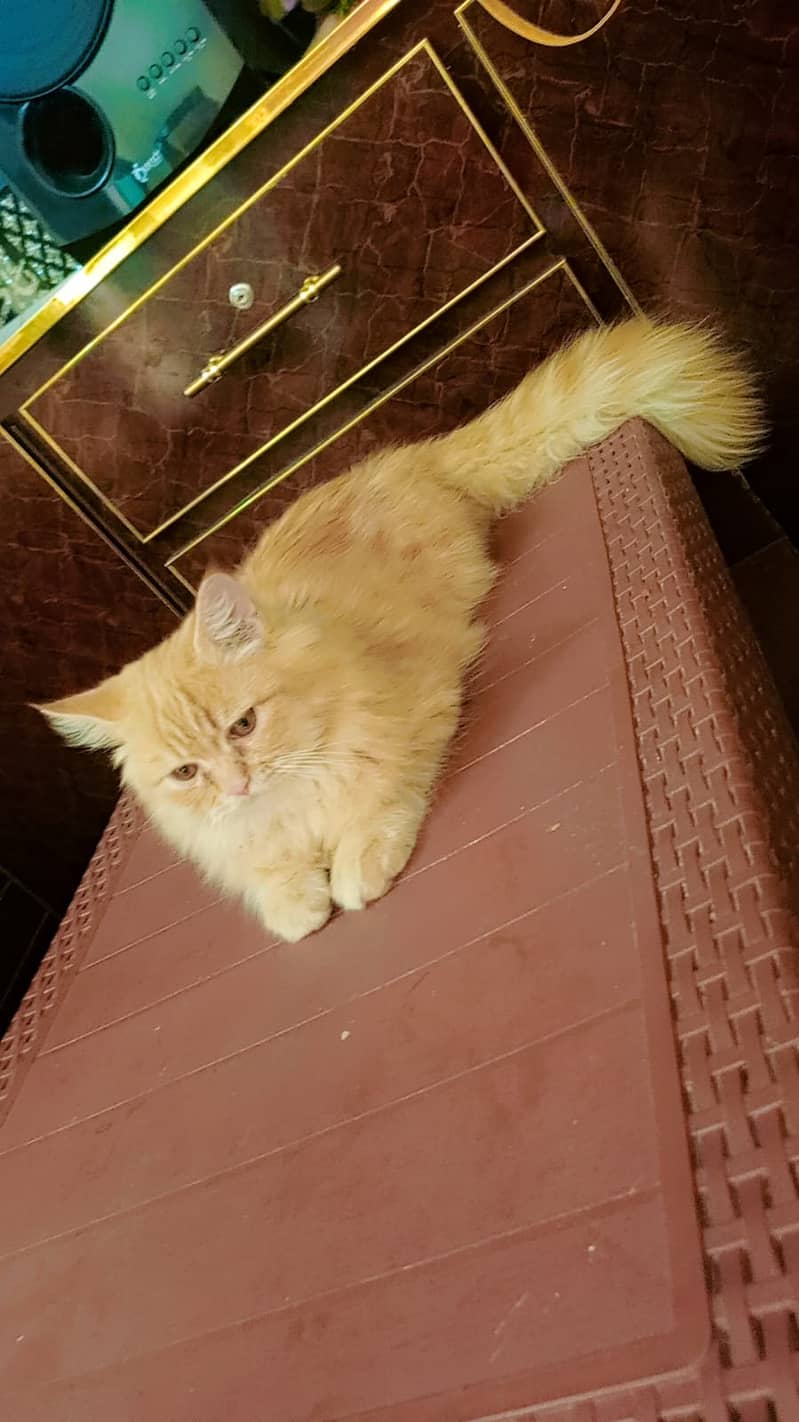 Persian Cat Pair For Sale 2