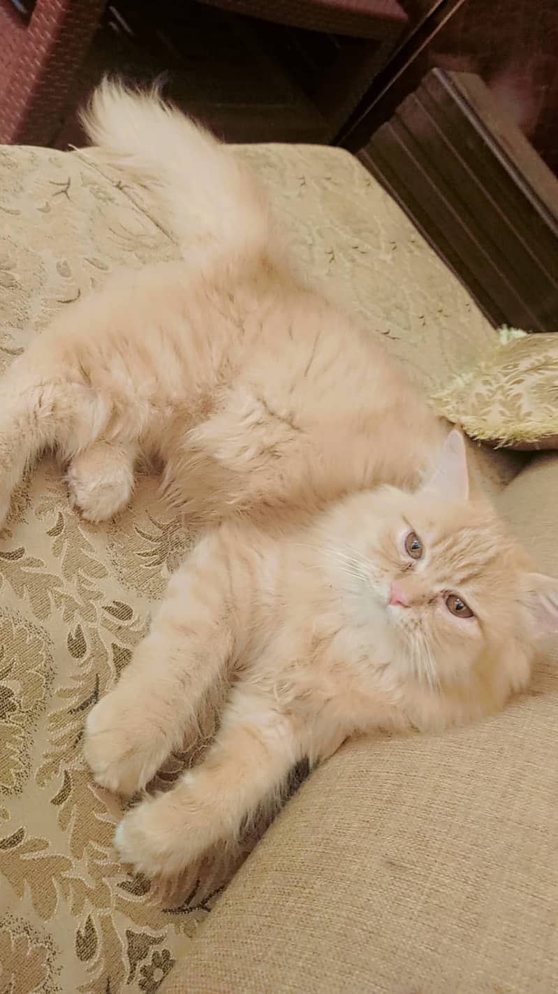 Persian Cat Pair For Sale 4