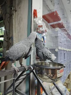 African Grey | Grey Parrot | African Grey Female +92/3167/99/0539