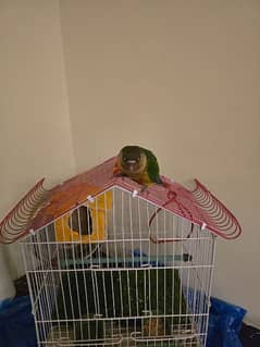 pineapple conure 0