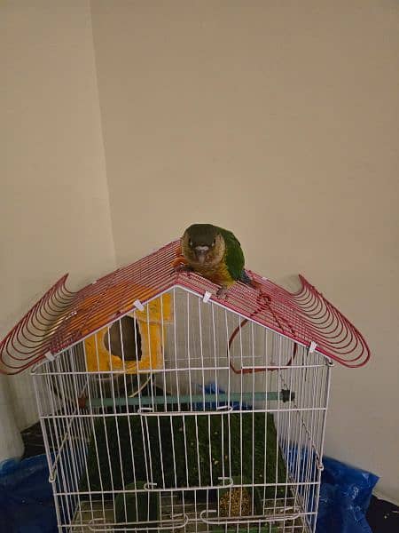 pineapple conure 0