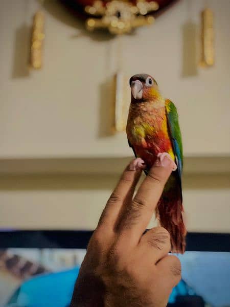 pineapple conure 1