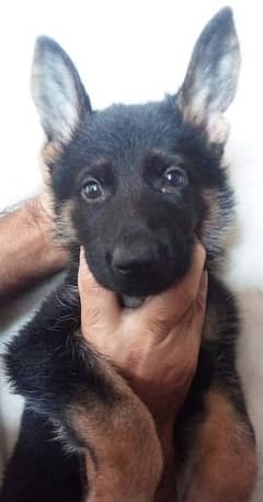 German shepherd Female Puppy