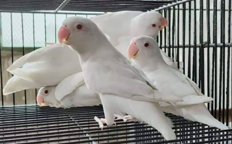 Cramino, Decino,  Albino Red Eyes, Albino Splitino 2