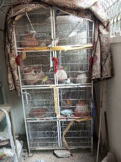 Cage nd parrots for sale